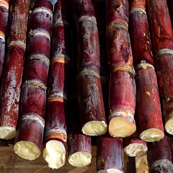 SUGARCANE