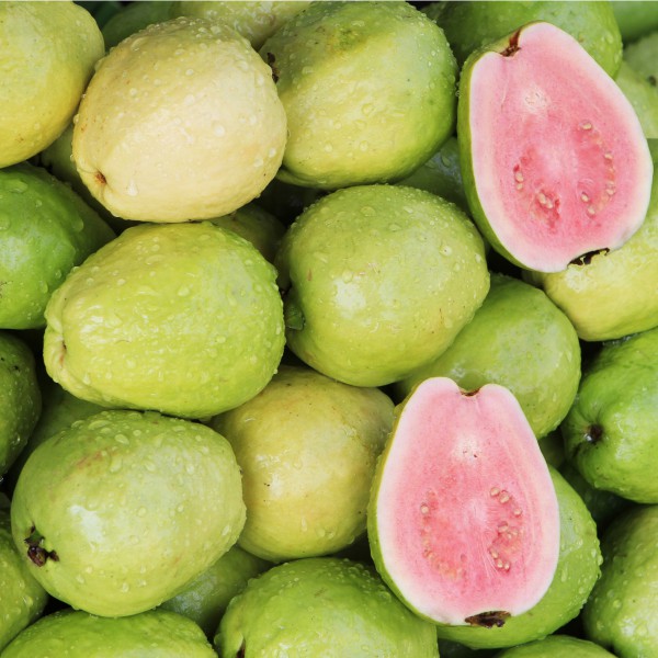 GUAVA (PINK)